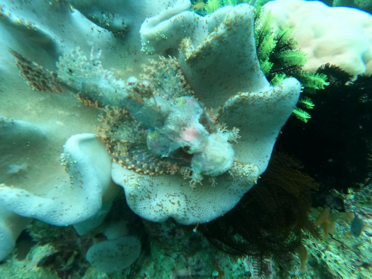 Cabilao Sunset Dive & Beach Resort Loon Exteriör bild